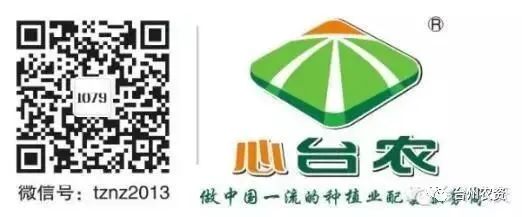 果實接近成熟，警惕柑橘表面各種油胞病